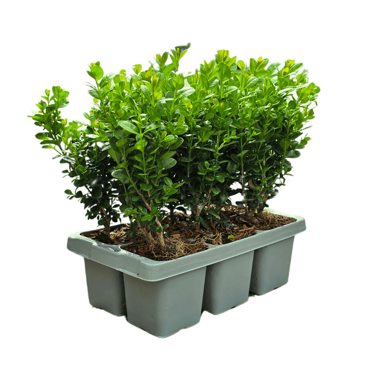 Buxus NewGen Freedom (compacte Buxus) - 15 cm - Palm Buxus