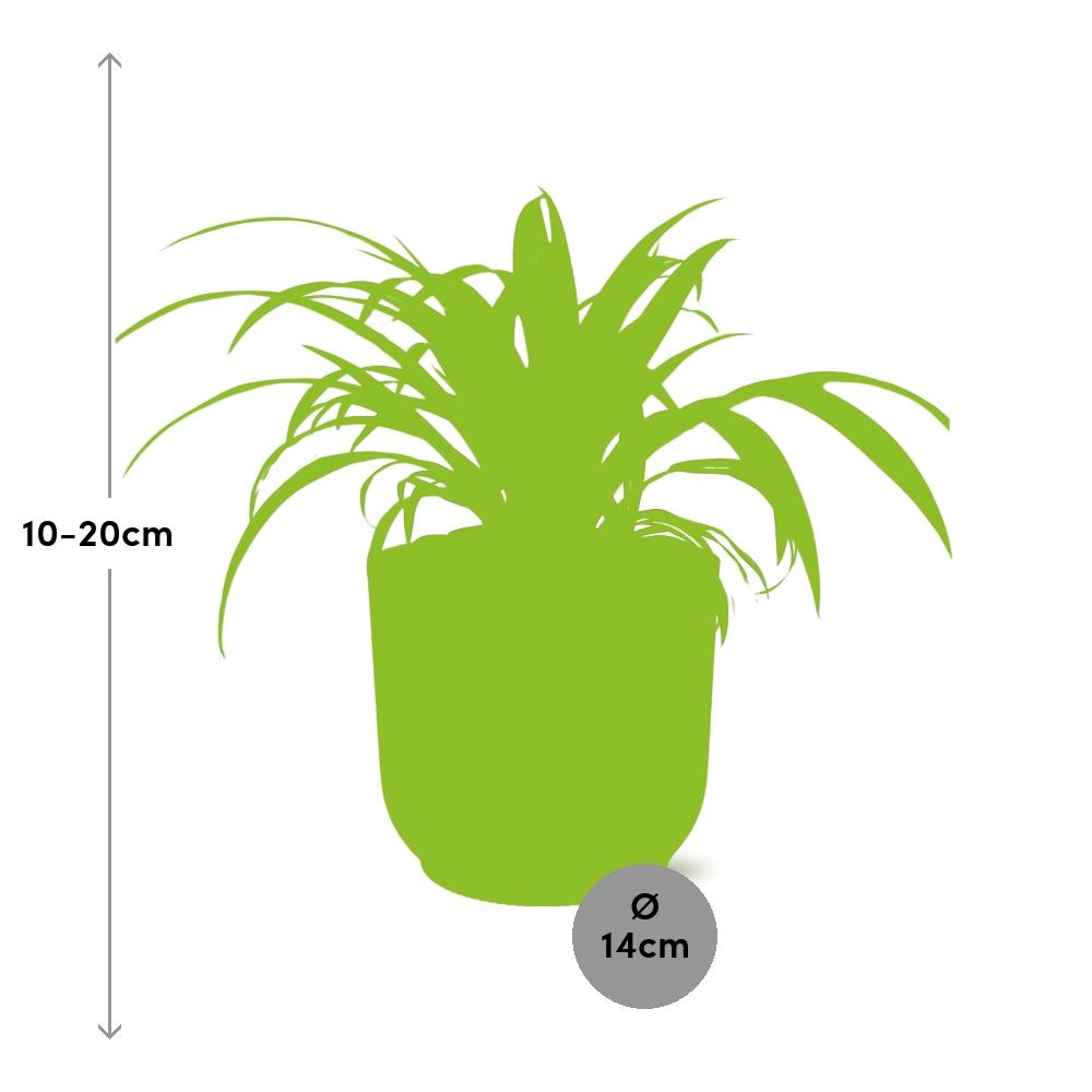 Plante araignée Chlorophytum Comosum dans un pot ELHO Vibes Fold Rose – Ø14cm
