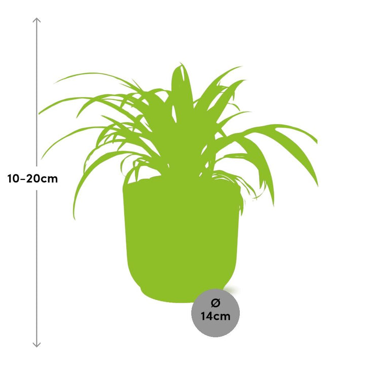 Plante araignée Chlorophytum Comosum dans un pot ELHO Vibes Fold Rose – Ø14cm