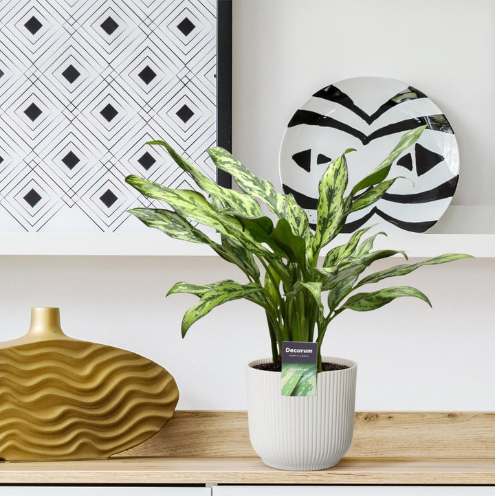Aglaonema Juliette - 40 cm - ø12 - Chinese Evergreen