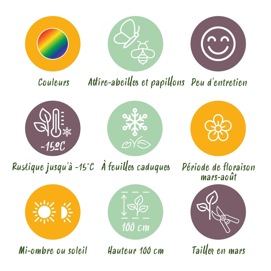 Plante-bande - Attire les abeilles et les papillons