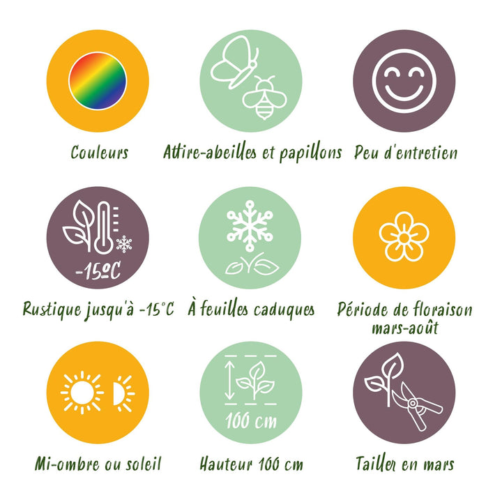 Plante-bande - Attire les abeilles et les papillons