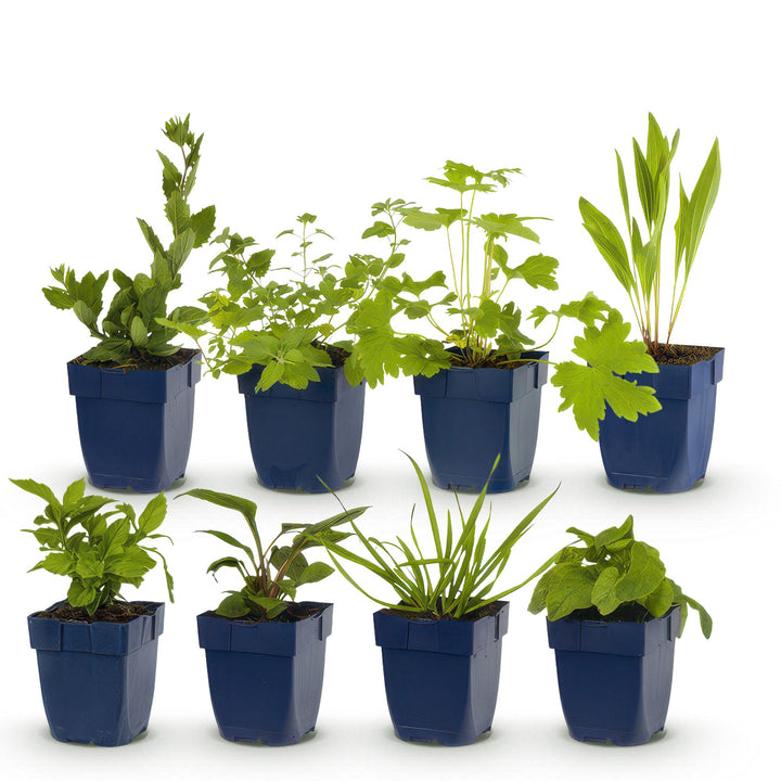 Plante-bande - Attire les abeilles et les papillons