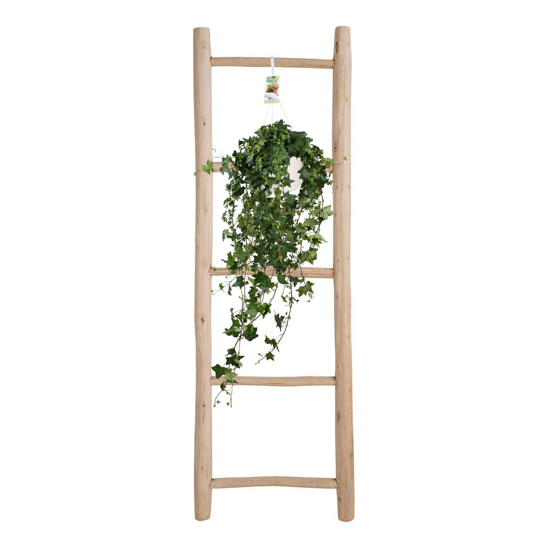 Hedera Helix Pitsburg - Hang/XXL - Ø17cm - 90cm - Klimop