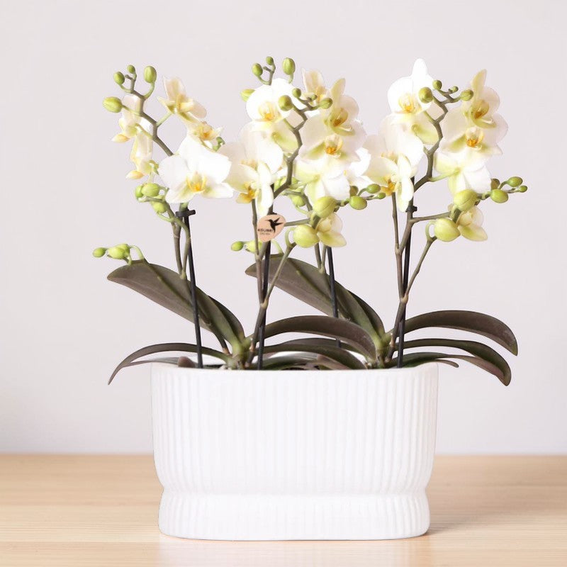 Witte orchideeënset in Luxe Diabolo Twin sierpot - Plantenpot