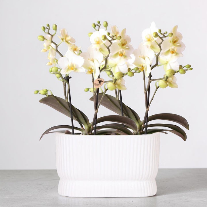 Witte orchideeënset in Luxe Diabolo Twin sierpot - Plantenpot