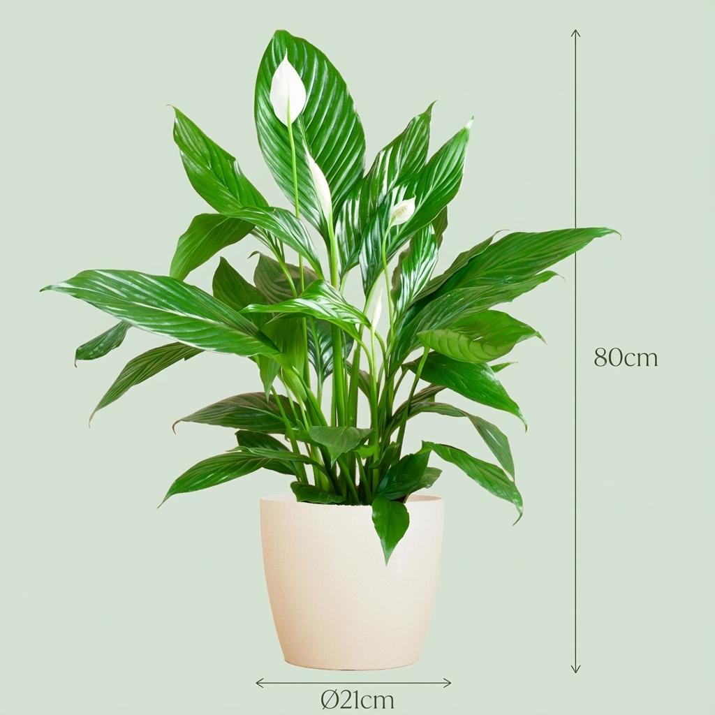 Spathiphyllum met Potter wit - 80cm - Ø21 - Lepelplant