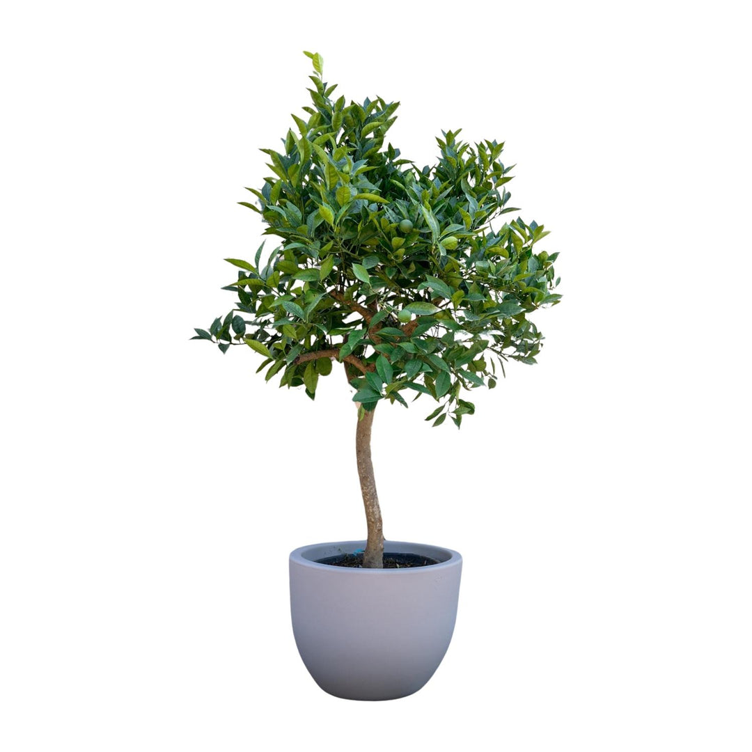 Oranger - 200 cm - ø40 - Acheter une plante d'intérieur