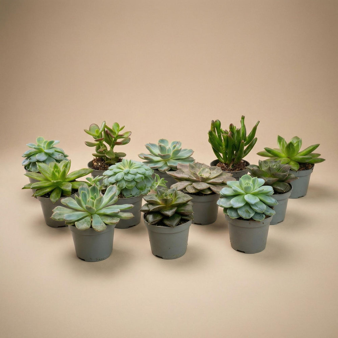 Set of 12 - Succulent Mix Set - Assorted Succulents in 6 cm Pots