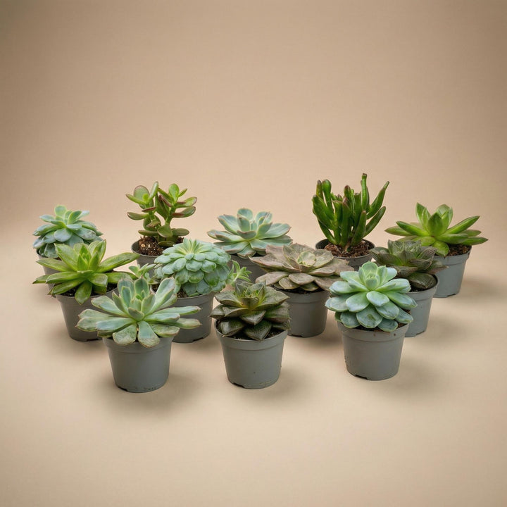 Set of 12 - Succulent Mix Set - Assorted Succulents in 6 cm Pots