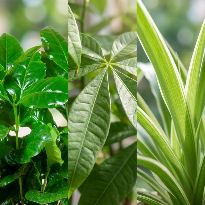 Plantes pour animaux de compagnie - petites - avec pot décoratif - Ø12