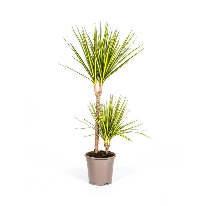 Dracaena Marginata Sunray Ø19cm - 80-100cm - Drakenboom