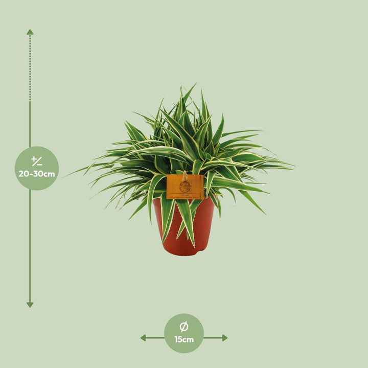 Graslelie Chlorophytum Ocean – Ø15cm | Luchtzuiverende plant