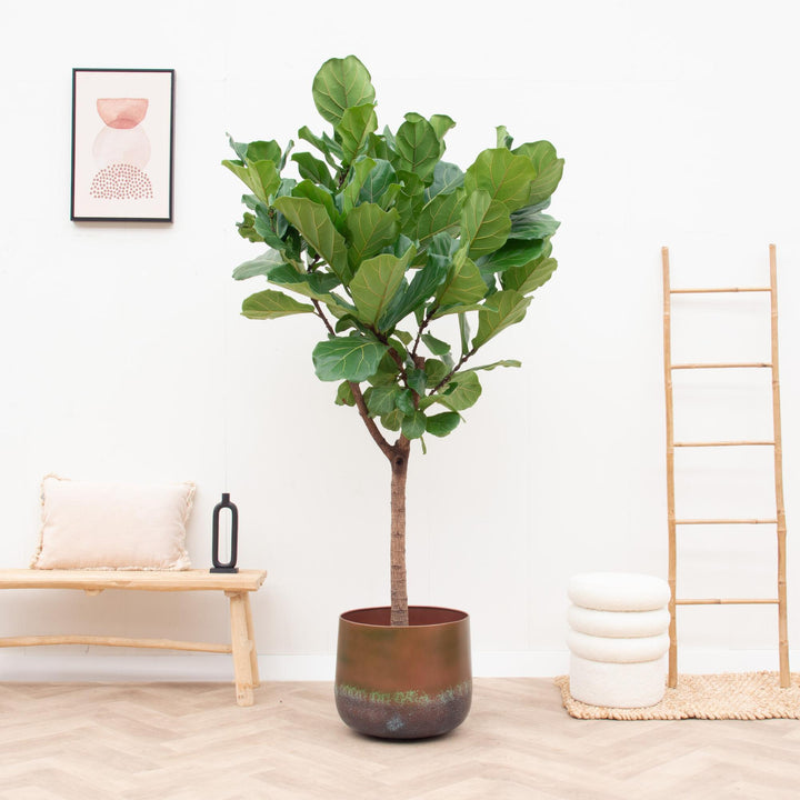 Elisa Mystic Bronze – Ø39 x H32cm - Decoratieve Bloempot