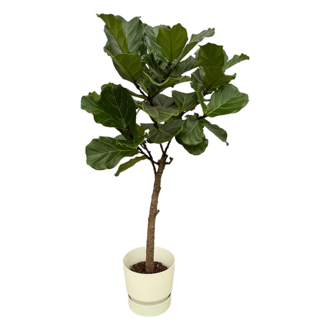 Ficus Lyrata en pot elho Greenville Round blanc - 160 cm - Ø30