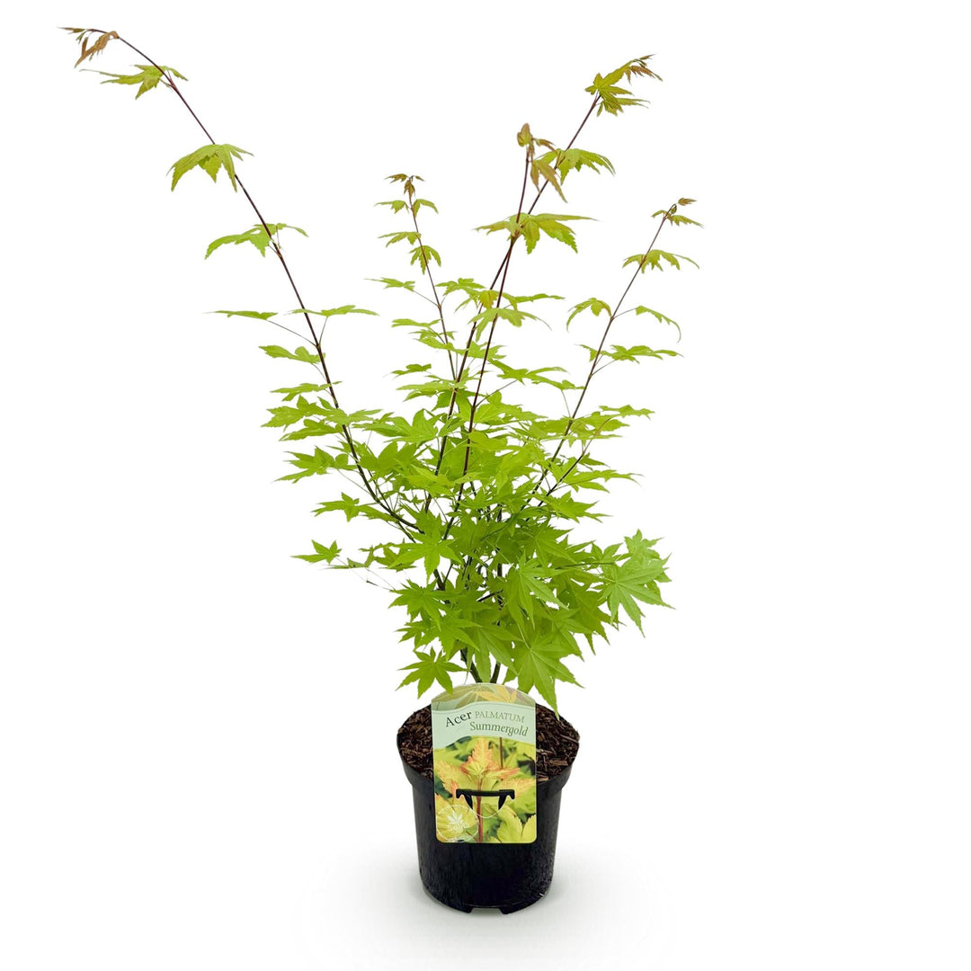 Érable japonais Summergold - Jaune - 70cm - Acer Palmatum Extérieur