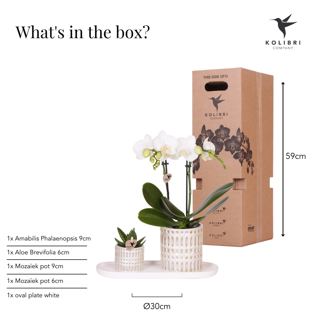 Set de plantes Le Chic petit | Phalaenopsis orchidée blanche Amabilis et