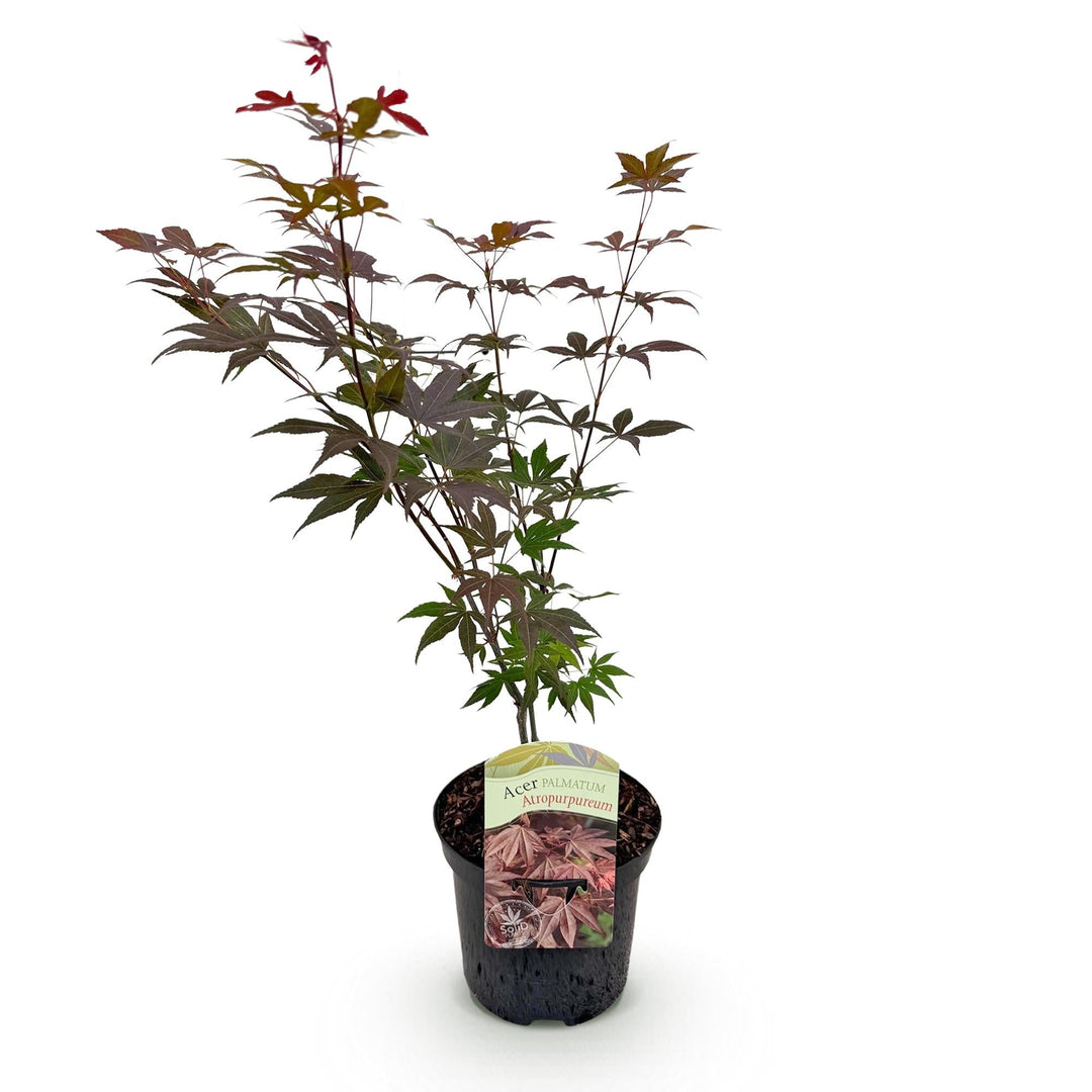 Érable Japonais Atropurpureum - Violet - 70cm - Acer Palmatum Extérieur