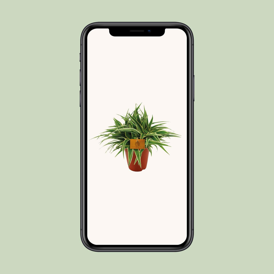 Graslelie Chlorophytum Ocean – Ø15cm | Luchtzuiverende plant