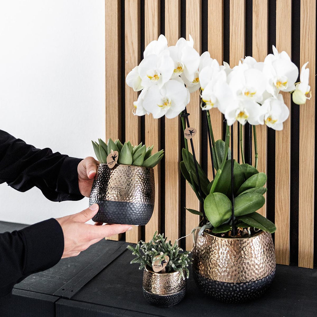 Elite pot copper - Ø12cm - Sierpot Kamerplant - Plantenpot