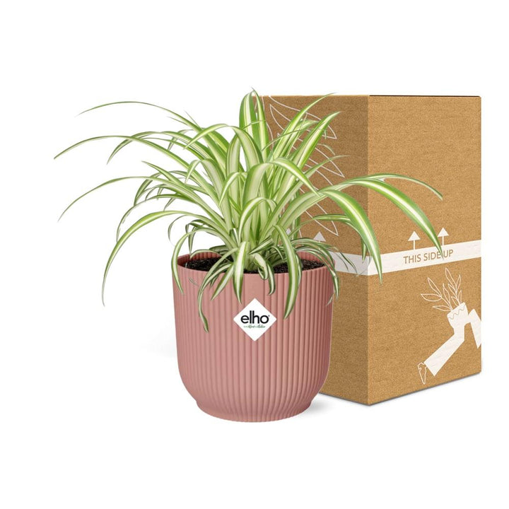 Plante araignée Chlorophytum Comosum dans un pot ELHO Vibes Fold Rose – Ø14cm