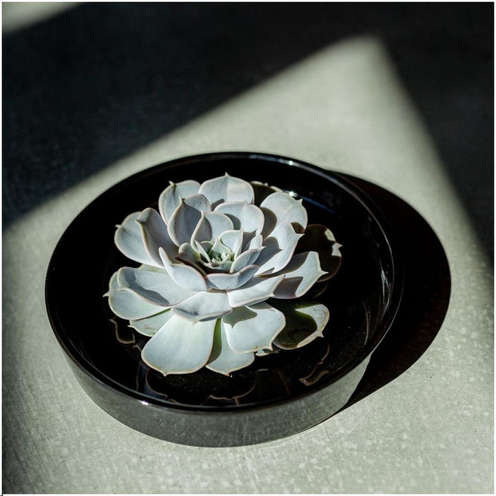 Succulent Echeveria Lilacina in schaal 'zwart' Ø20 cm - 5 cm