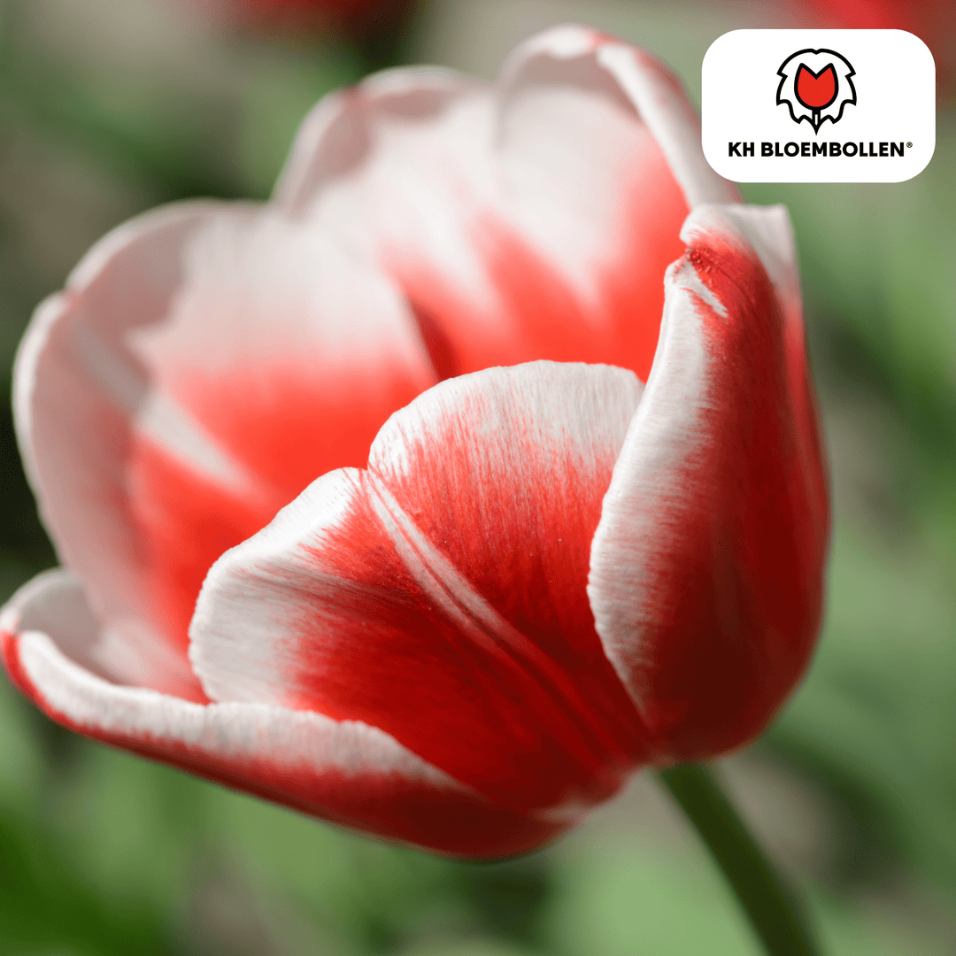 Tulpenbollen Candy Apple Delight - 20 stuks - Sierpot Kamerplant