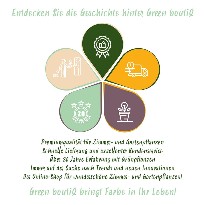 Japanse Esdoorn Sumi-nagashi - Rood - 70cm - Acer Palmatum Buiten