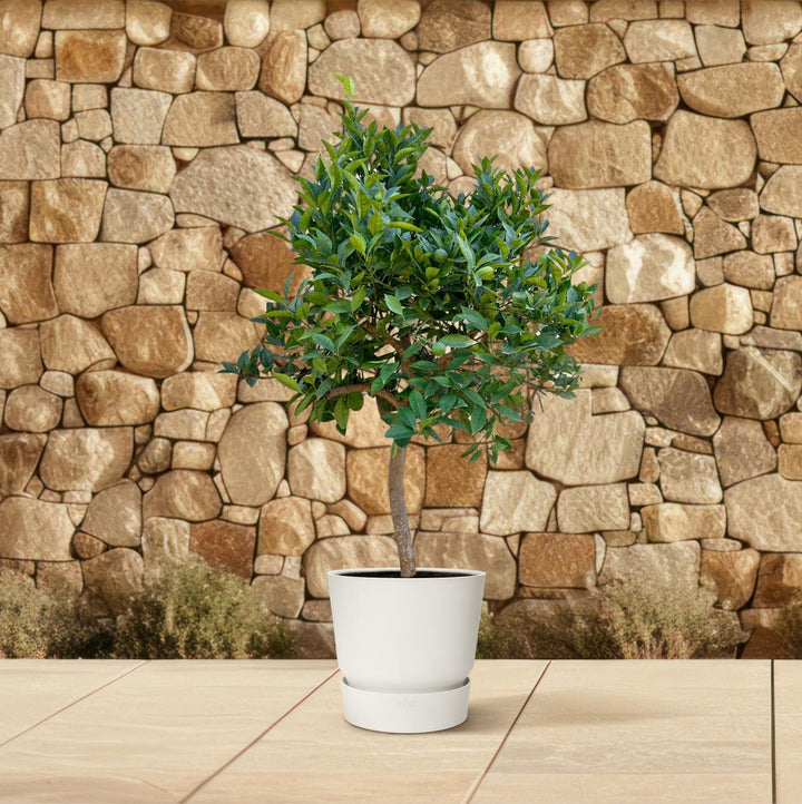 Oranger - 200 cm - ø40 - Acheter une plante d'intérieur