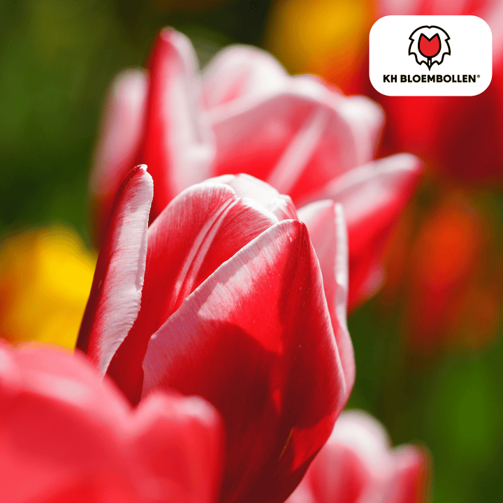 Tulpenbollen Candy Apple Delight - 20 stuks - Sierpot Kamerplant
