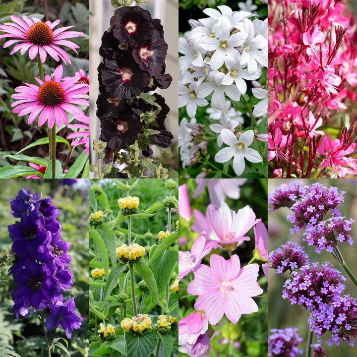 Plante-bande - Attire les abeilles et les papillons