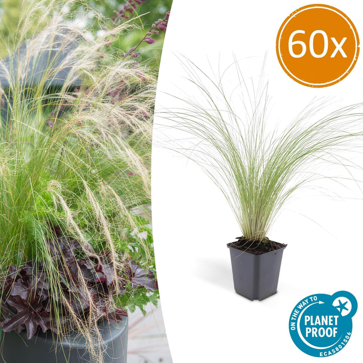 Stipa Tenuissima 'Ponytails' - 20cm - Acheter une plante d'intérieur