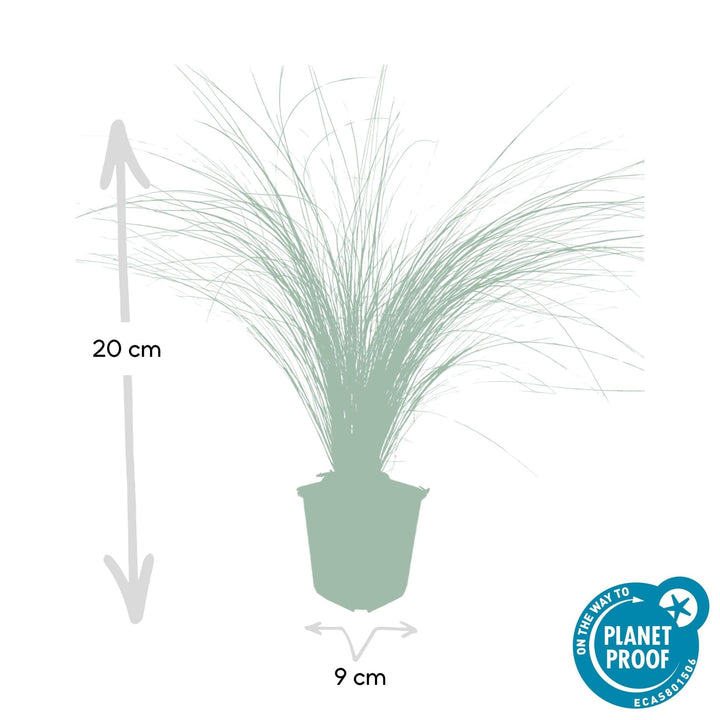 Stipa Tenuissima 'Ponytails' - 20cm - Acheter une plante d'intérieur