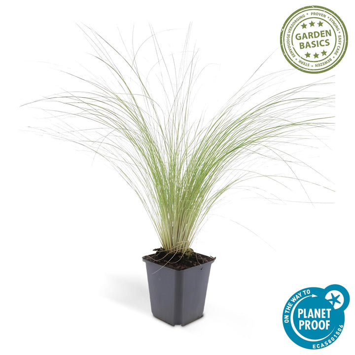 Stipa Tenuissima 'Ponytails' - 20cm - Acheter une plante d'intérieur