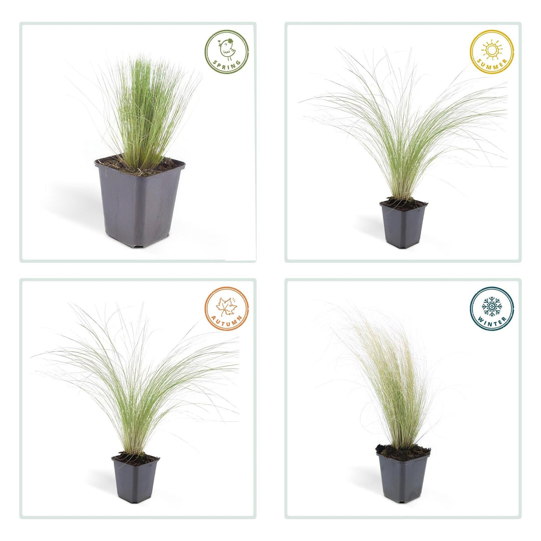 Stipa Tenuissima 'Ponytails' - 20cm - Acheter une plante d'intérieur