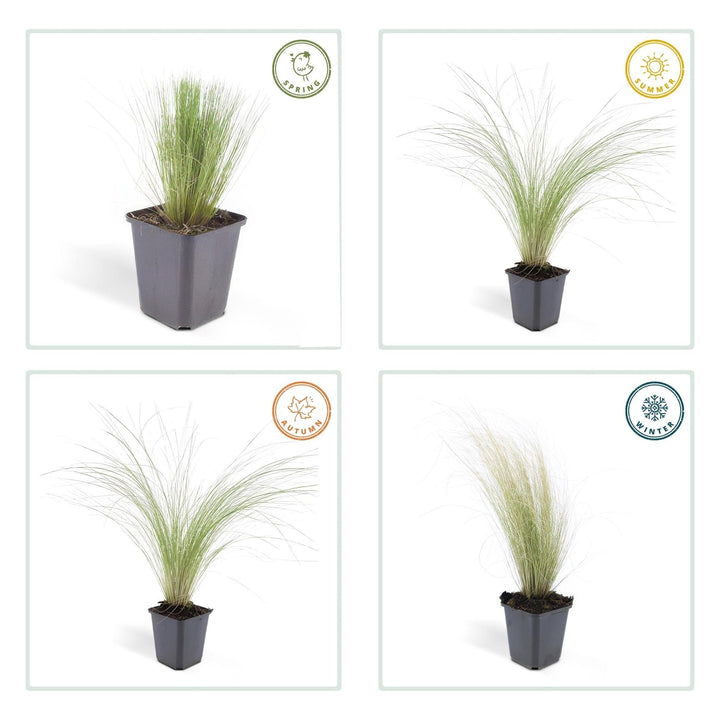 Stipa Tenuissima 'Ponytails' - 20cm - Acheter une plante d'intérieur