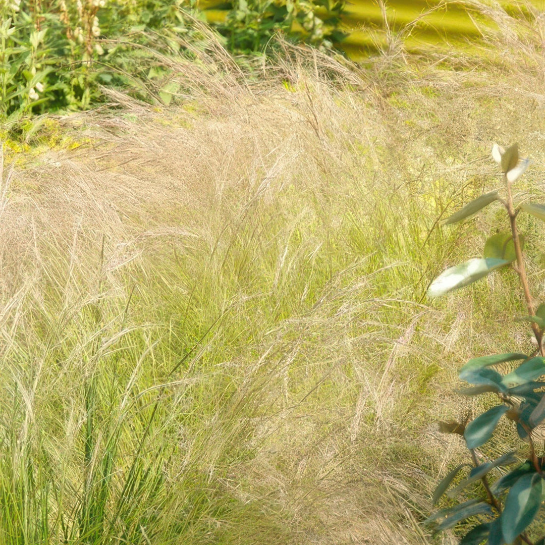 Stipa Tenuissima 'Ponytails' - 20cm - Acheter une plante d'intérieur