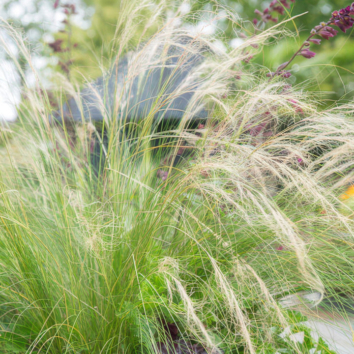Stipa Tenuissima 'Ponytails' - 20cm - Acheter une plante d'intérieur