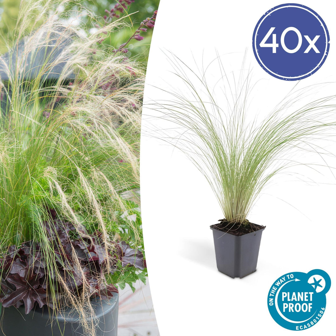Stipa Tenuissima 'Ponytails' - 20cm - Acheter une plante d'intérieur