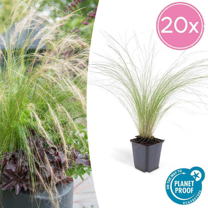 Stipa Tenuissima 'Ponytails' - 20cm - Acheter une plante d'intérieur