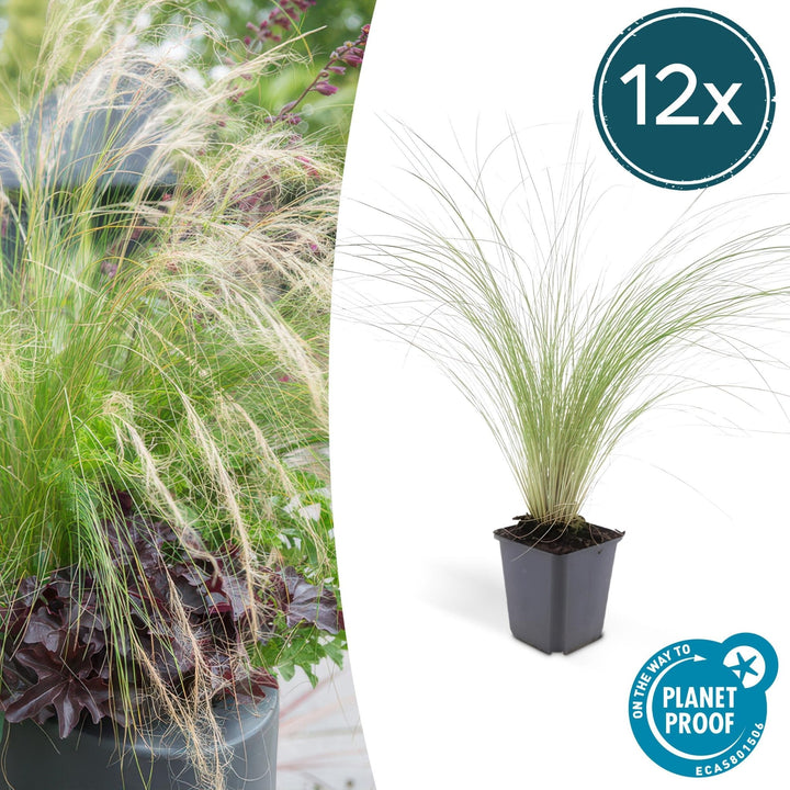 Stipa Tenuissima 'Ponytails' - 20cm - Acheter une plante d'intérieur
