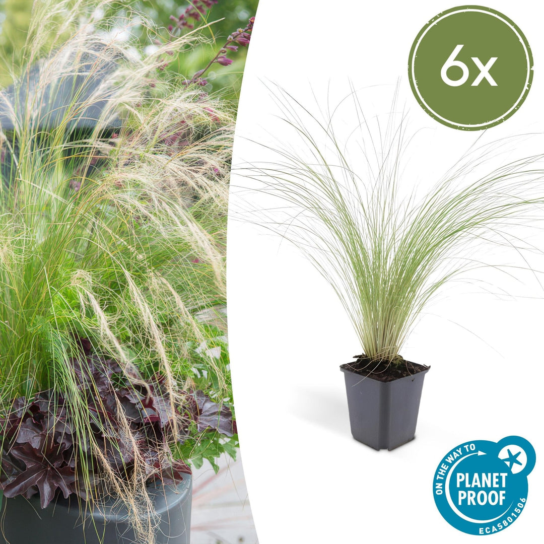 Stipa Tenuissima 'Ponytails' - 20cm - Acheter une plante d'intérieur
