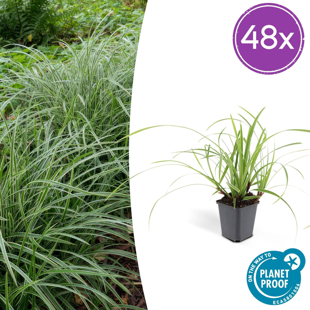 Carex morrowii 'Ice Dance' - 20cm - Kamerplant Kopen