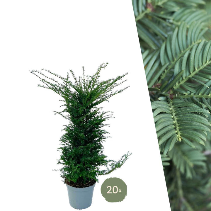 Plants de Taxus pour une haie de 10 mètres linéaires - 100cm