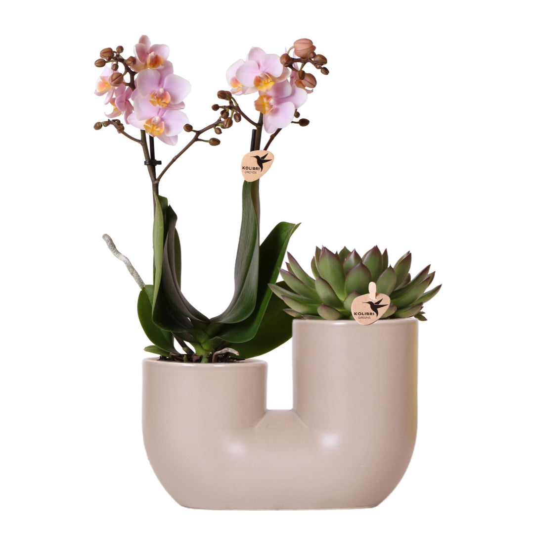 Combi deal - Orchidee Andorra + Succulent Miranda in pot Tube