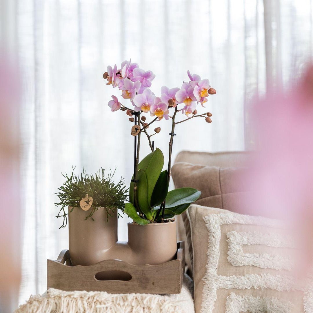 Combi deal - Orchidee Andorra + Succulent Miranda in pot Tube