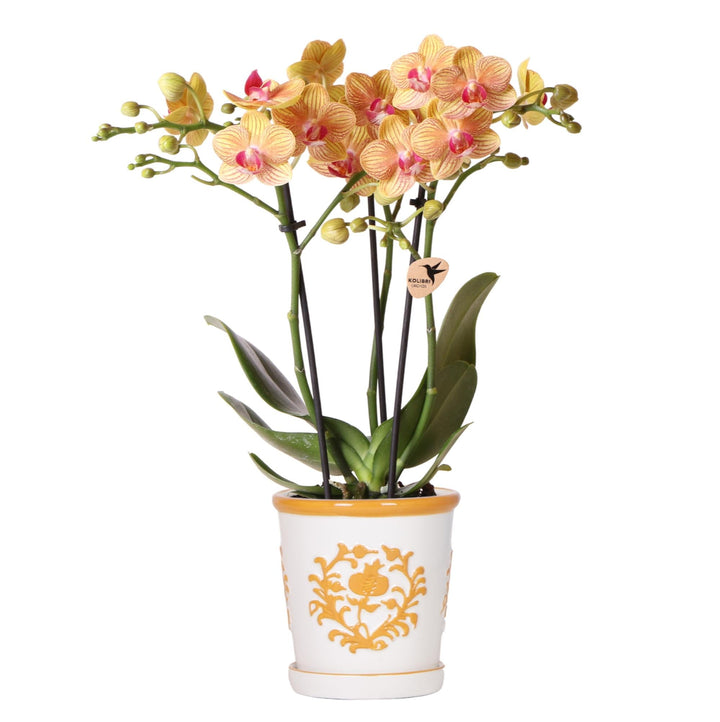 Orchidée Jamaïque (Phalaenopsis) pot décoratif « Malaga » inclus