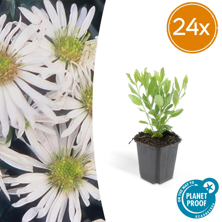 Aster ageratoides 'Ashvi' - 20cm - Acheter une plante d'intérieur