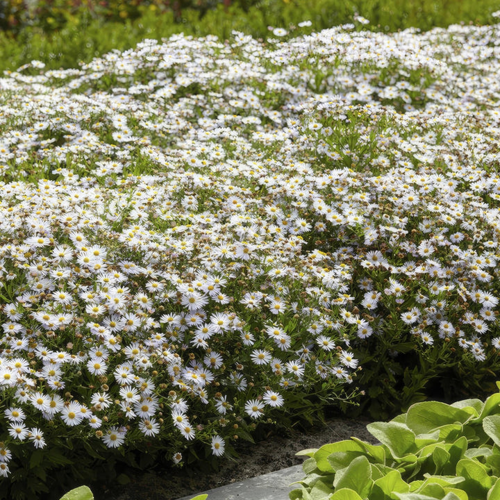 Aster ageratoides 'Ashvi' - 20cm - Acheter une plante d'intérieur