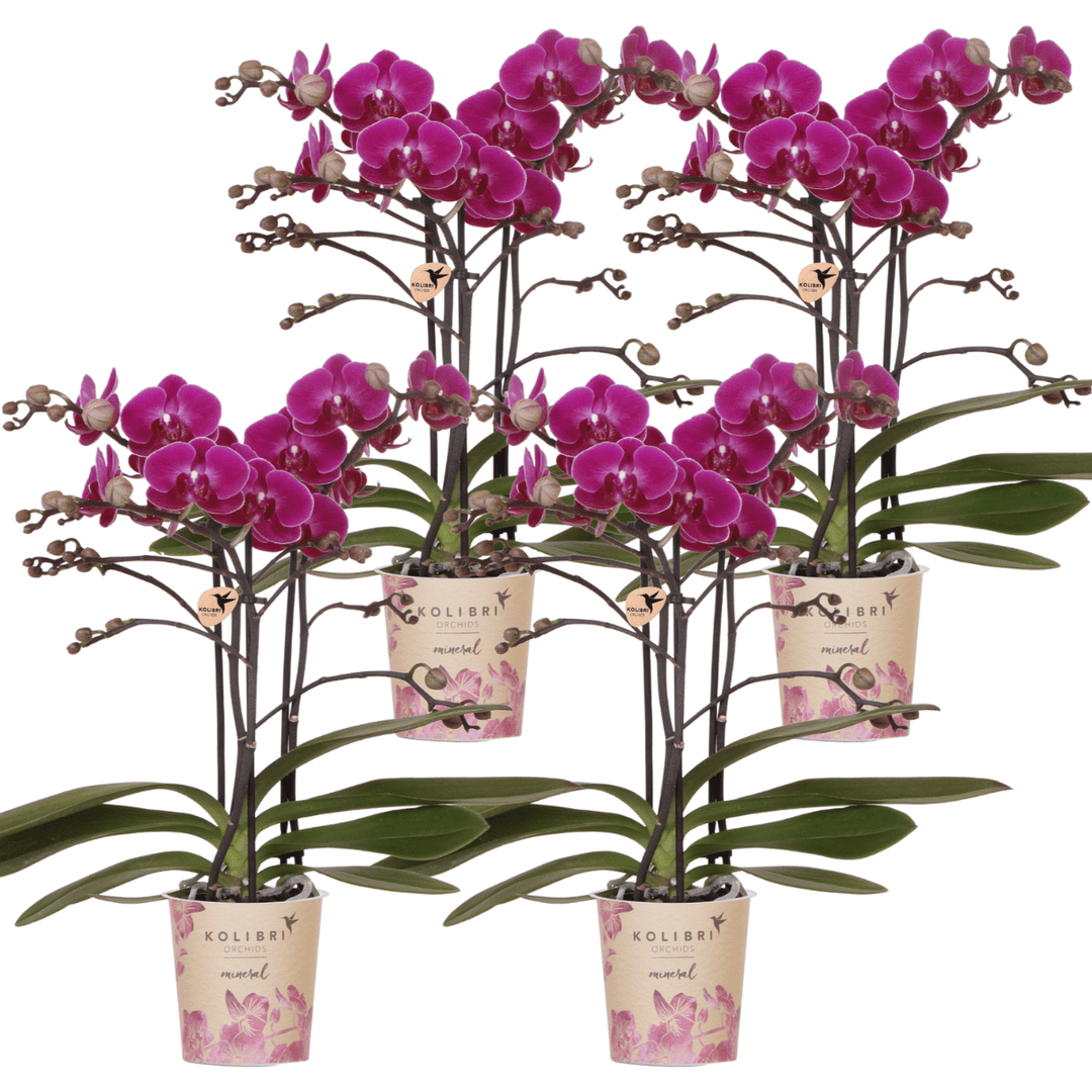 Offre combinée - 4 Orchidées - Orchidée Phalaenopsis